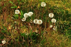 Taraxacum arcticum