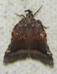 Clydonopteron sacculana