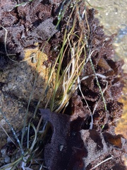 Phyllospadix torreyi