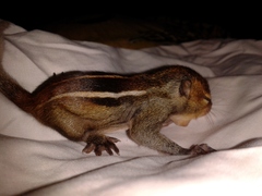 Funambulus tristriatus