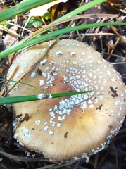 Amanita pantherina