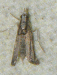 Parapediasia decorellus