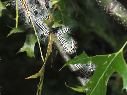 Contracted Datana Moth photo 2