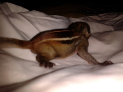 Funambulus tristriatus