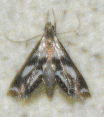 Chrysendeton imitabilis