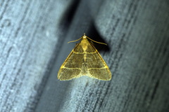 Hypsopygia glaucinalis