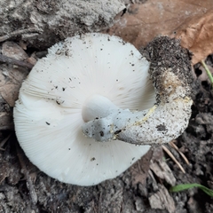 Amanita citrina