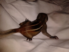 Funambulus tristriatus