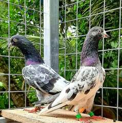 Columbidae