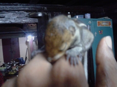 Funambulus tristriatus