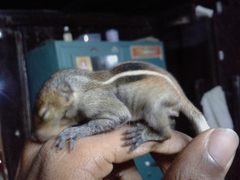 Funambulus tristriatus