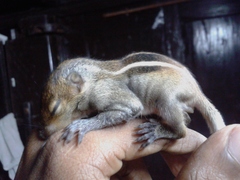 Funambulus tristriatus