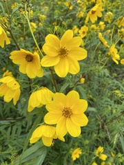 Bidens polylepis