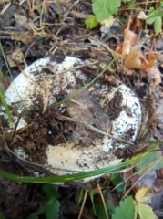 Russula delica