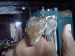 Funambulus tristriatus