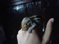 Funambulus tristriatus