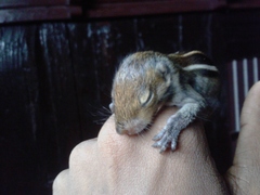 Funambulus tristriatus