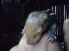 Funambulus tristriatus