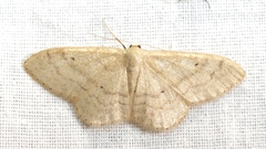 Idaea deversaria