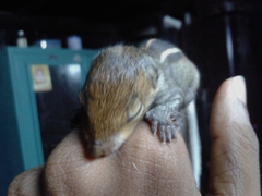 Funambulus tristriatus