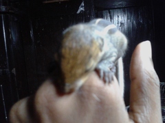 Funambulus tristriatus