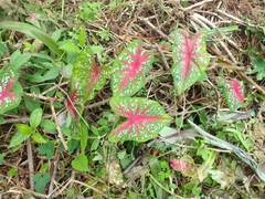 Caladium bicolor