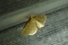 Hypsopygia glaucinalis