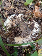 Russula delica