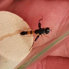 Syritta pipiens