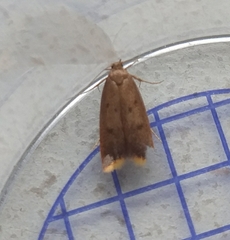 Tachystola acroxantha