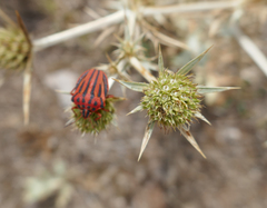 Graphosoma semipunctatum