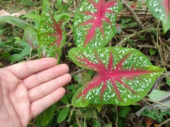 Caladium bicolor