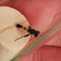 Syritta pipiens