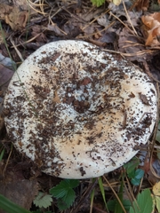 Russula delica