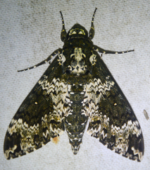 Manduca rustica
