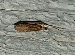 Polycentropodidae