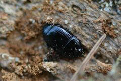 Platysoma compressum