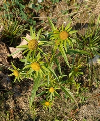 Bidens radiata