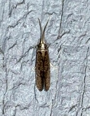 Polycentropodidae