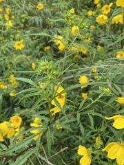 Bidens polylepis