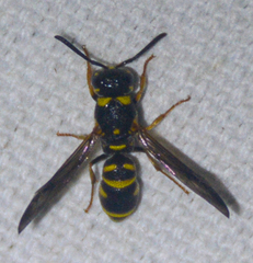 Parancistrocerus
