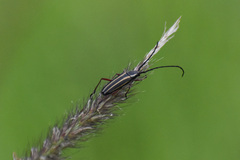 Sphaenothecus bilineatus