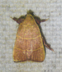 Parachma ochracealis