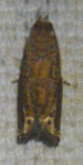 Epiblema abruptana