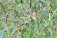 Emberiza schoeniclus