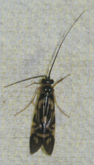 Macrostemum carolina