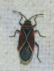 Neacoryphus bicrucis