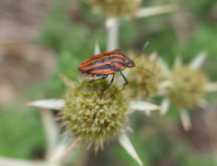 Graphosoma semipunctatum