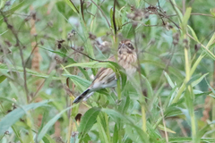 Emberiza schoeniclus