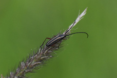 Sphaenothecus bilineatus